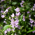 2014福山植物園