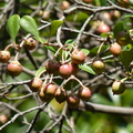 2020.09月-植物園