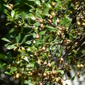 2020.09月-植物園