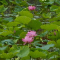 2024.04-06月.植物園