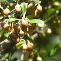 2020.09月-植物園