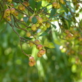 2020.09月-植物園