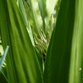 2020.09月-植物園