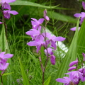 白芨(紫蘭)