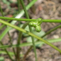 2021.09.03植物園