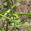 2021.09.03植物園