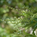 2020.09月-植物園