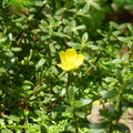 2020.09月-植物園