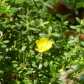 2020.09月-植物園