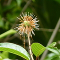 2020.06.03植物園