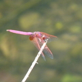 2024.04-06月.植物園