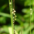 2019植物園(7-10月)