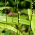 2019植物園(7-10月)