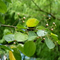 2019植物園(7-10月)