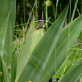 2020.06.03植物園