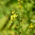 2020.09月-植物園