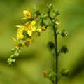 2020.09月-植物園