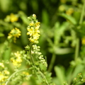 2020.09月-植物園