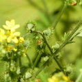 2020.09月-植物園