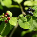 2020.09月-植物園