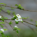 2014福山植物園