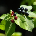 2020.09月-植物園