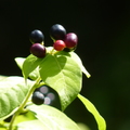 2020.09月-植物園