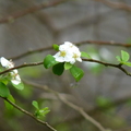 2014福山植物園