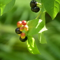 2020.09月-植物園