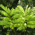 2020.09月-植物園