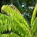 2020.09月-植物園