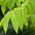 2020.09月-植物園