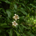 2024.04-06月.植物園