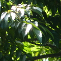 2020.09月-植物園