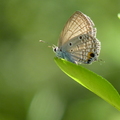 東陞蘇鐵小灰蝶