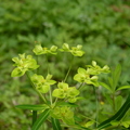 2024.04-06月.植物園