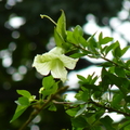 2019植物園(7-10月)