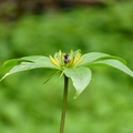 2014福山植物園