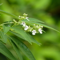 2019植物園(7-10月)