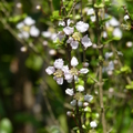 2024.04-06月.植物園