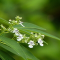 2019植物園(7-10月)