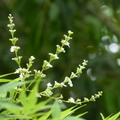 2019植物園(7-10月)