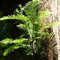 2020.09月-植物園