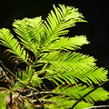 2020.09月-植物園