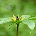 2014福山植物園