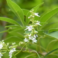 2019植物園(7-10月)