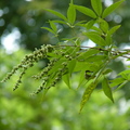 2019植物園(7-10月)