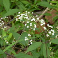 2024.04-06月.植物園