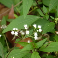 2024.04-06月.植物園