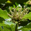 2018植物園(8月之後)